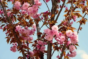 FB_IMG_1619420764975.webp FB_IMG_1619420764975.webp