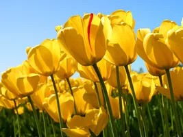 Tulips.webp Tulips.webp