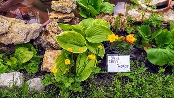 IMG_20210521_144345 (1).webp