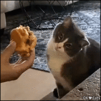 Funny_Cat_GIF__Hmmm_pretty_juicy_cheeseburger_33_Lemme_see_it_closer_cat-gifs_com.gif