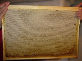 мёд.webp мёд.webp