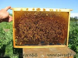 перга.webp перга.webp