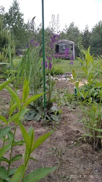 IMG_20210531_131724.webp IMG_20210531_131724.webp