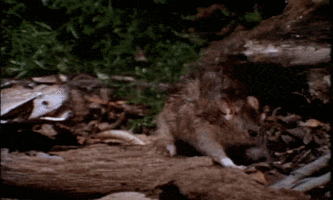 ЗМЕЙ.gif ЗМЕЙ.gif