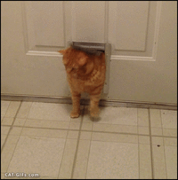 ДРАТУТИ2.gif ДРАТУТИ2.gif