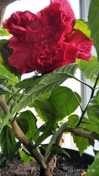 IMG_20210615_193553_1.webp IMG_20210615_193553_1.webp