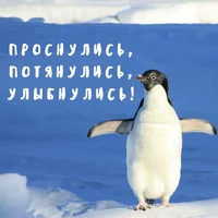 пингви.webp