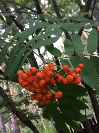 ADDE2BE2-559C-4369-9DBE-EFFA651816B8.webp ADDE2BE2-559C-4369-9DBE-EFFA651816B8.webp