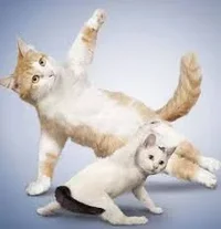 F7E74973-A802-440D-B258-957BBA5979B9.webp F7E74973-A802-440D-B258-957BBA5979B9.webp