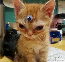 кот-с-тремя-глазами.webp