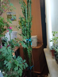 IMG_20210922_154654.jpg IMG_20210922_154654.jpg