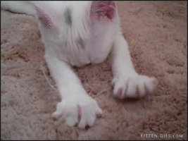 SpryImpressionableAssassinbug-size_restricted.gif SpryImpressionableAssassinbug-size_restricted.gif