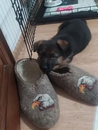 1632924474408.webp 1632924474408.webp