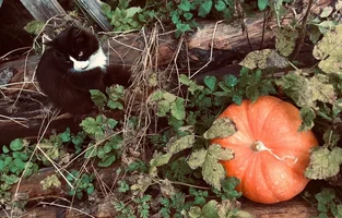 1633245385174.png 1633245385174.png