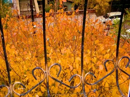 Синичкина осень-.webp