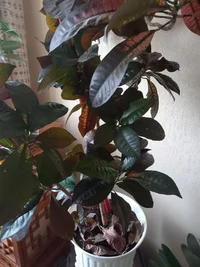 1634285408695.png 1634285408695.png