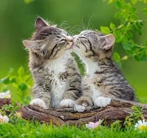 9a30ed1470cb40ae7ff436ff4f99821b--cute-cats-photos-cat-cat.webp