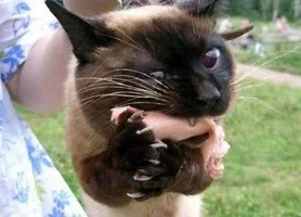 0_806e_2919e2e1_L.webp 0_806e_2919e2e1_L.webp