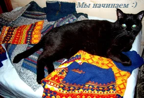 котя прилёг на свитерах -мешает работатьРИЦА.webp