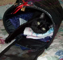 в домике - переноске -привыкает.webp