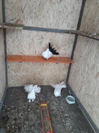 20220118_133452.webp 20220118_133452.webp