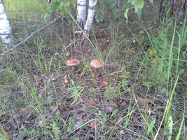 20190810_182414.webp 20190810_182414.webp