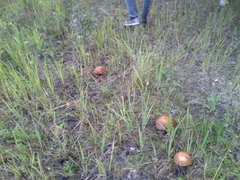 20190810_182530.webp 20190810_182530.webp