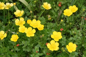 buttercup_ranunculus_yellow_flower-809714.jpg!d.webp