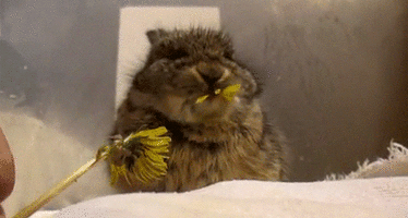om-nom-nom.gif