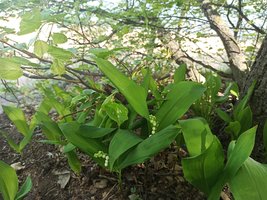 IMG_20210515_093958.jpg