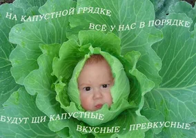 1646859941_26-krot-info-p-kapusta-prikol-smeshnie-foto-31.webp