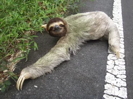1068551-sloth.webp