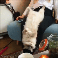 Funny_Cat_GIF__Lazy_chubby_clumsy_cat_falling_from_Mom_39_s_thighs_to_floor_haha_33__ok-cats-g...gif