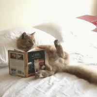 A_ty_prodolzhay_rabotat_poka_tvoy_kotik_chitaet_doma_33.gif A_ty_prodolzhay_rabotat_poka_tvoy_kotik_chitaet_doma_33.gif