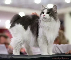 Screenshot_20220425-180222_Chrome.webp Screenshot_20220425-180222_Chrome.webp