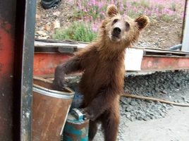 Мишка на Севере.webp