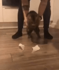 гифка-котэ-5807778.gif гифка-котэ-5807778.gif