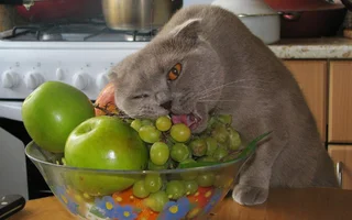 cat-grapes.webp