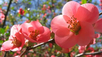 Обои 1920х1080. Аромат весны (2).webp