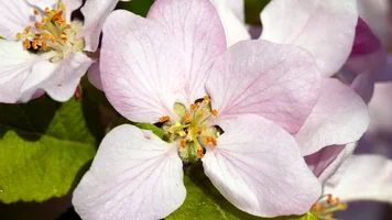 Обои 1920х1080. Аромат весны (12).webp