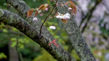 Обои 1920х1080. Аромат весны (13).webp