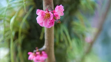 Обои 1920х1080. Аромат весны (17).webp