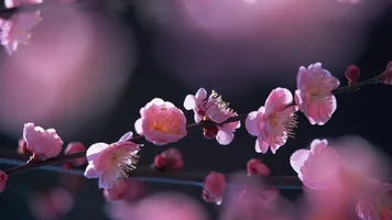 Обои 1920х1080. Аромат весны (24).webp