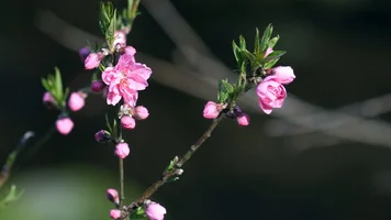 Обои 1920х1080. Аромат весны (39).webp