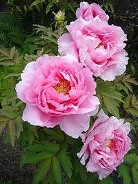 Paeonia_suffruticosa01_2048.webp Paeonia_suffruticosa01_2048.webp