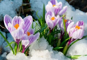 vesna1.webp vesna1.webp