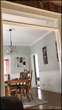 Amazing_Cat_GIF__Agile_and_strong_cat_jumps_like_a_Ninja__Mode_Cliffhanger_activated__ok-cats_...gif