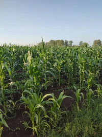 IMG_20220723_181841.jpg IMG_20220723_181841.jpg