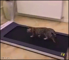Funny_Cat_GIF__Happy_cat_enjoying_the_treadmill_in_a_funny_way_running_and_jumping_like_crazy_...gif