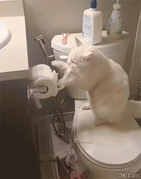 Crazy_cat_GIF__White_cat_destroying_and_eating_toilet_paper_roll__ok-cats_com.gif